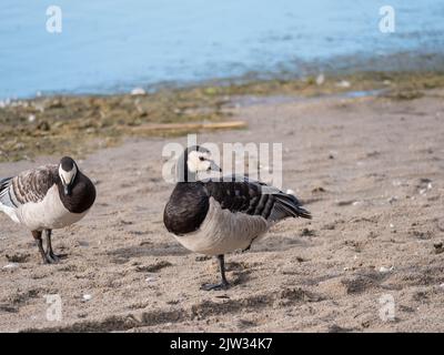 Close up couple of barnacle goose, Branta leucopsis standing in the sand and preening her wings on a summer sunny day. Stock Photo