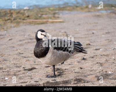 Close up of a barnacle goose, Branta leucopsis standing in the sand and preening her wings on a summer sunny day. Stock Photo