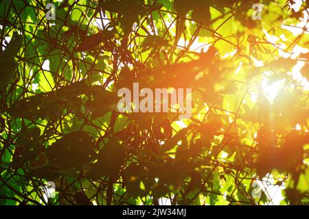 Bright sunlight breaking through dense green foliage Stock Photo