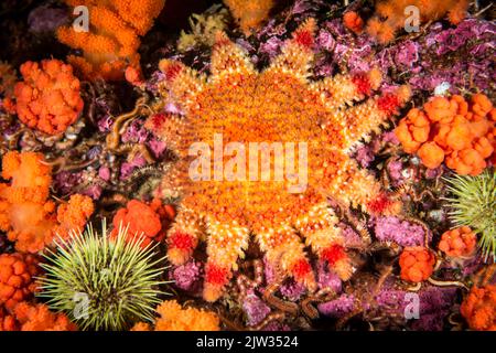Spiny Sun Star, Red Soft Coral and Green Sea Urchin underwater in the St. Lawrence River in Canada Stock Photo