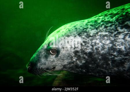 Close-up of a Grey seal swimming underwater at Bonaventure Island in the Gulf of St. Lawrence Stock Photo