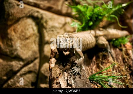 Tropical reptile of the Iguana genus perched on a tree trunk while walking with a stone wall of Stock Photo