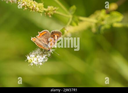 Small copper, butterfly (Lycaena phlaeas), on wild mint, Andalucia, Spain Stock Photo