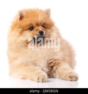 Light brown Pomeranian Spitz lies and poses in front of the camera. Studio shooting on a white background. Stock Photo