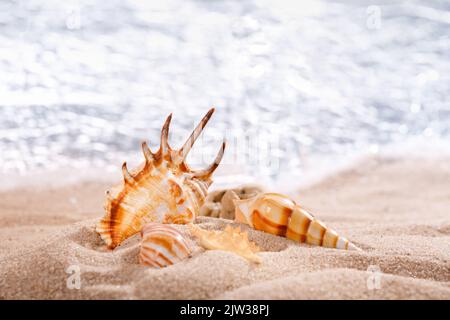 Scorpion spider conch shell and other seashells in sand on a background of sea. Mollusk seashells. Sea vacation theme. Close up. Stock Photo