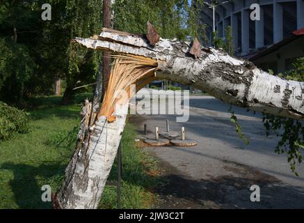 Broken and fallen trees after strong winds and rain hit the area. Stock Photo