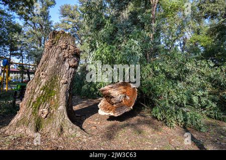 Broken and fallen trees after strong winds and rain hit the area. Stock Photo