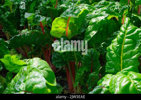 beetroot leaves in the garden soil, green haulm, organic agricultural greenery background Stock Photo