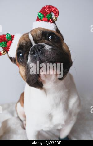 studio portrait of cute french bulldog wearing santa hat. New Years Eve Stock Photo