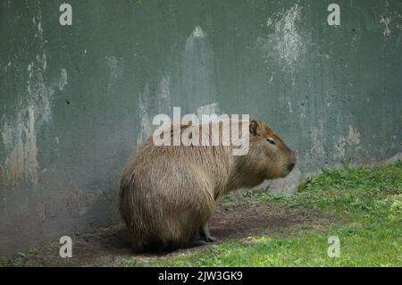 Capybaras of the Guadalajara Zoo Stock Photo