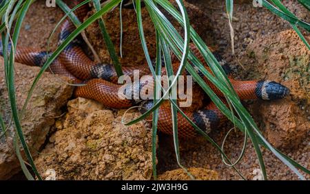 Tropical Scarlet-Kingsnake, Milk Snake (Lampropeltis triangulum) Stock Photo