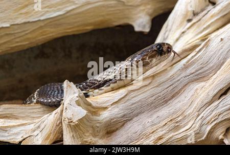 Naja Naja crawls over a tree trunk Stock Photo