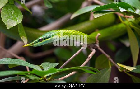 Vietnamese long-nosed snake (Gonyosoma boulengeri) on a branch, captive, Germany. Stock Photo