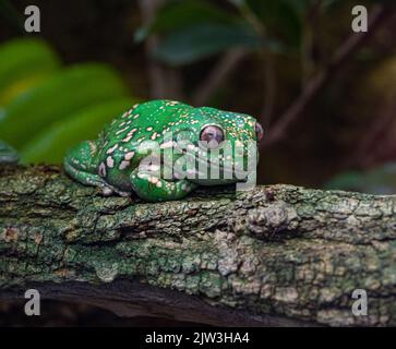 American Green Tree Frog, Hyla Cinerea, perched on a branch, against a soft green background. Stock Photo