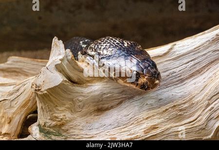 Naja Naja crawls over a tree trunk Stock Photo