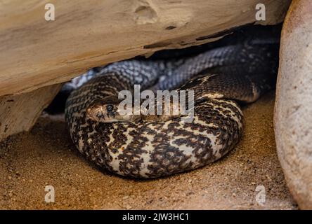 Two Naja Naja intertwined. One head looks to the right and the other to the left. Stock Photo