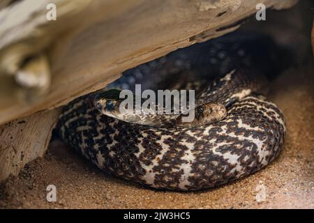 Two Naja Naja intertwined. One head looks to the right and the other to the left. Stock Photo