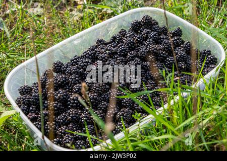 Freshly picked blackberries in a container in a field Stock Photo