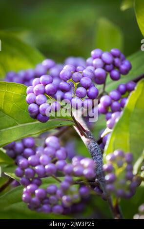 Clusters of purple Japanese Beautyberry fruit or drupe, Callicarpa japonica, on lush green foliage in summer or fall, Lancaster, Pennsylvania Stock Photo