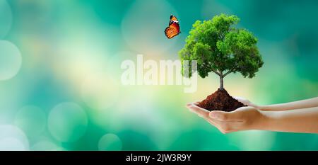 Hand holding tree with soil. Butterfly on Sunny green grass bokeh background. Save clean planet, Save world and environment, Ecology, World Earth Day Stock Photo