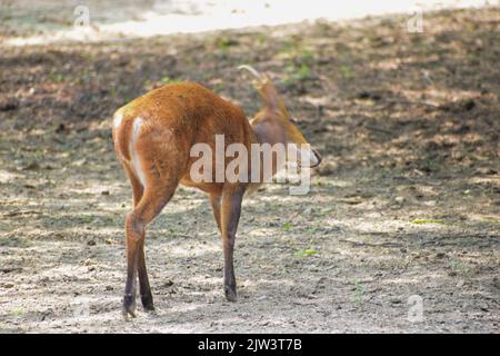 Cub of deer In New Delhi Zoo. Stock Photo
