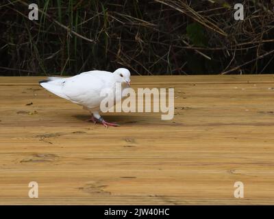 A white racing/homing pigeon lands exhausted in a domestic garden 5 miles from home. Stock Photo