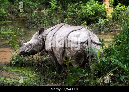 Indian or one-horned rhinoceros and tourists on elephant safari in Chitwan National Park, Nepal.  Poaching, mass tourism and climate change are endang Stock Photo