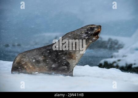 An Antarctic fur seal, Arctocephalus gazella, under a heavy snowfall, Portal Point, Antarctica.   Melting of the poles. Antarctica is the continent th Stock Photo