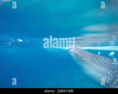 Whale shark or basking shark (Rhincodon typus) in Donsol, Philippines, Southeast Asia.  The whale shark, the world's largest fish, is in serious dange Stock Photo