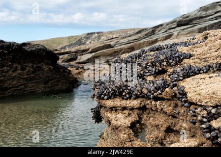 Rocks on the beach covered in mussels and barnacles Stock Photo