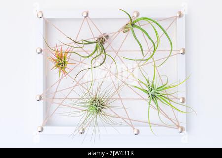Different kinds of Tillandsia air plant in hand made frame on white wall Stock Photo