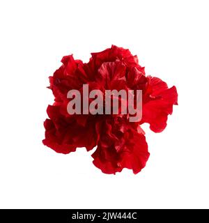 Double deep carmine, Hibiscus rosa-sinensis evergreen hibiscus Mrs George Davis isolated on white. Stock Photo