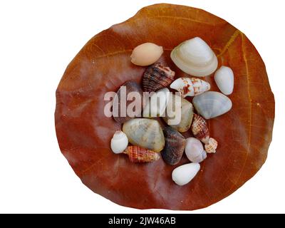 Isolated, transparent, cutout,  a brown dry leave with assortment of small seashells on white background, with clipping path Stock Photo