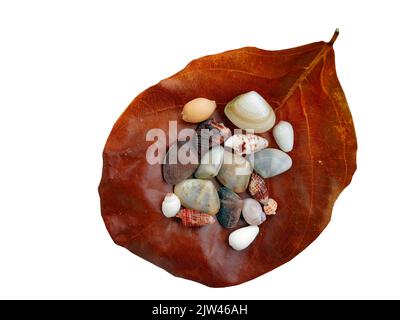 Isolated, transparent, cutout,  a brown dry leave with assortment of small seashells on white background, with clipping path Stock Photo