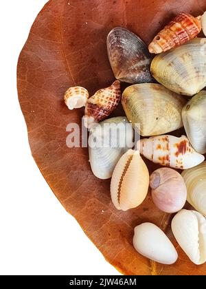Top view close up of a brown dry leave with assortment of small seashells on white background with clipping path, verticle image Stock Photo