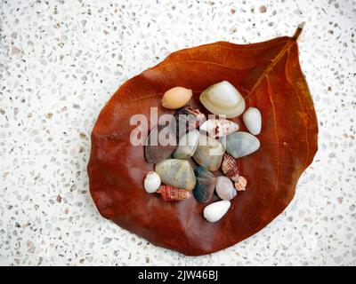 Top view of a brown dry leave with assortment of small seashells on white polished stone Stock Photo