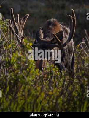 A bull moose (Alces alces) in a high mountain meadow Stock Photo
