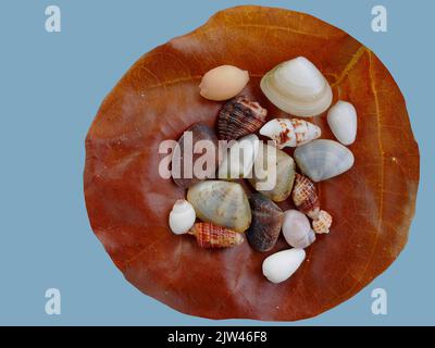 A brown dry leave with assortment of small seashells on white polished stone Stock Photo