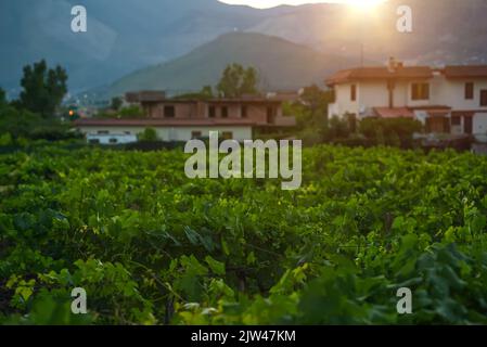 Grape plantations against of the Monti Aurunci mountains in Italy. Stock Photo