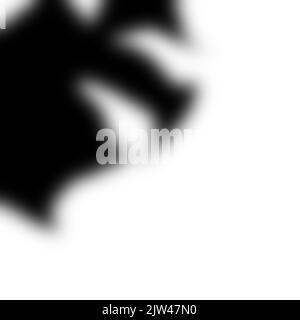 realistic shadow from a monstera. black shadow from the leaves of the plant Stock Photo