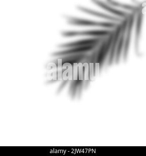 realistic shadow from a palm tree. black shadow from the leaves of the plant Stock Photo