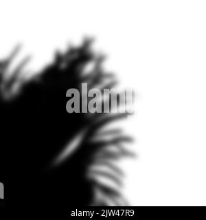 realistic shadow from a palm tree. black shadow from the leaves of the plant Stock Photo