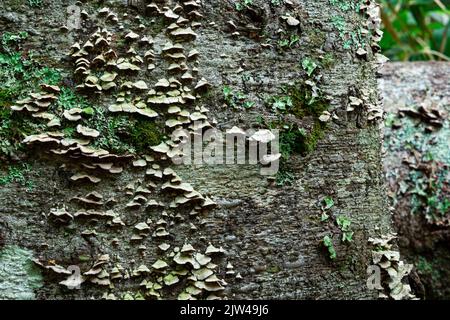 wood mushrooms, moss and lichens on tree bark, background, texture Stock Photo