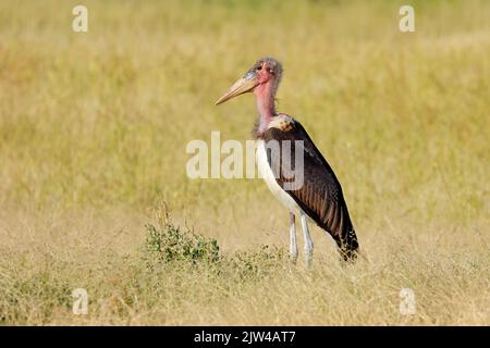 A marabou stork (Leptoptilos crumeniferus) standing in grassland, Etosha National Park, Namibia Stock Photo