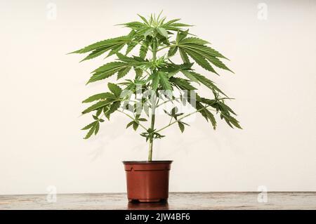 Marijuana plant in plastic pot isolated on white background Stock Photo -  Alamy