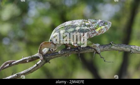 September 3, 2022, Odessa oblast, Ukraine, Eastern Europe: Chameleon sits on a tree branch and looks around. Panther chameleon (Credit Image: © Andrey Nekrasov/ZUMA Press Wire) Stock Photo
