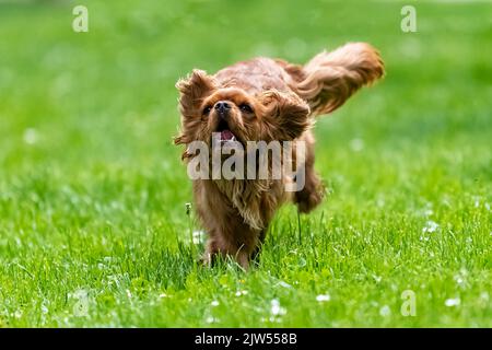 A dog cavalier king charles, a ruby puppy running in the nature Stock Photo