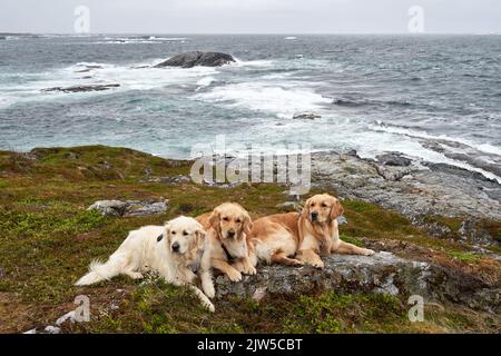 A picture of Three Golden Retriever dogs that are lying on a rock on the coastline Stock Photo