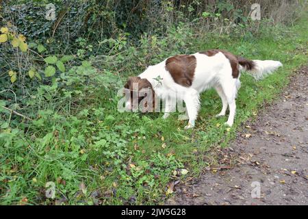 Spaniel dog at walk in English countryside. Stock Photo