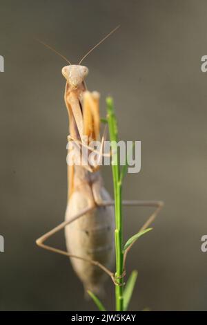Image of brown mantis on nature background. Insect Stock Photo - Alamy